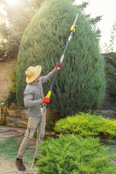 Marion, PA Tree Removal Company